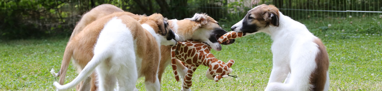 borzoi